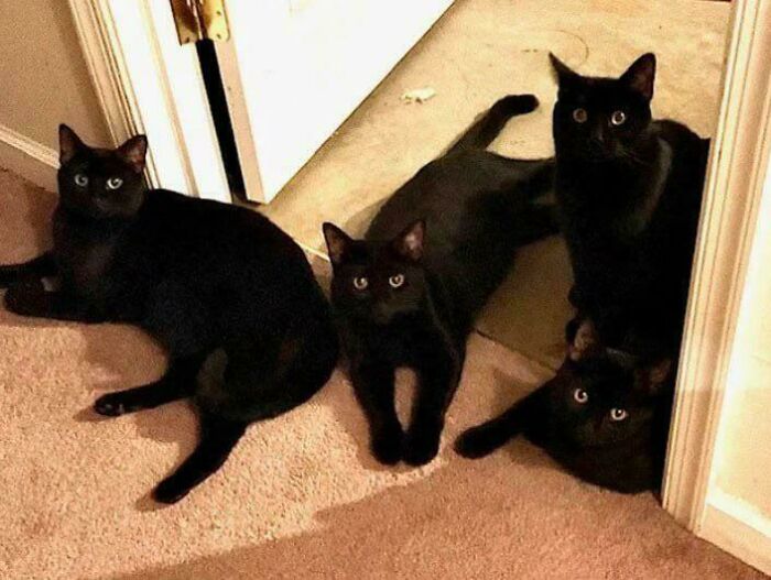 “What Are These Board Directors Thinking?”: 117 Hilarious Pics Of Cats Gathering Together