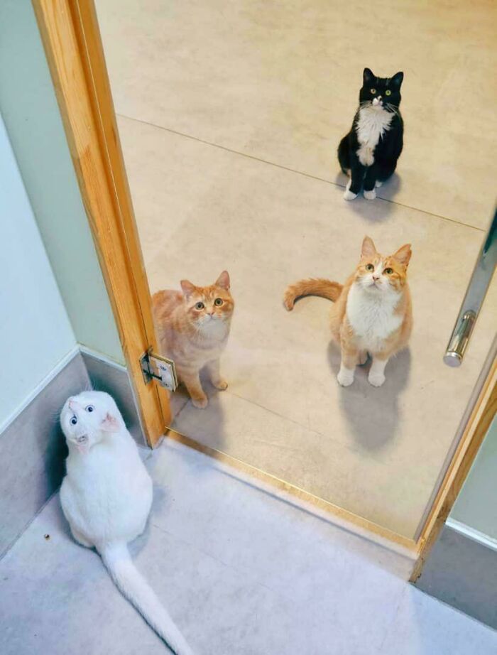 “What Are These Board Directors Thinking?”: 117 Hilarious Pics Of Cats Gathering Together