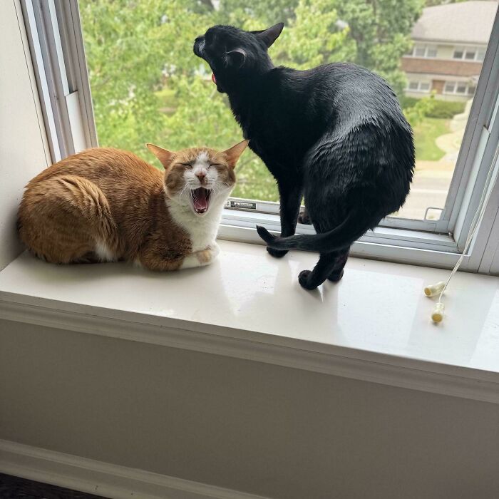 “What Are These Board Directors Thinking?”: 117 Hilarious Pics Of Cats Gathering Together