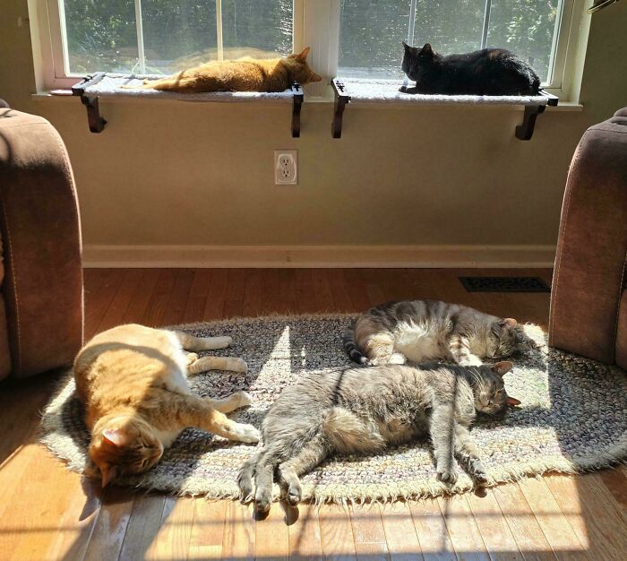 “What Are These Board Directors Thinking?”: 117 Hilarious Pics Of Cats Gathering Together