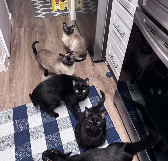 “What Are These Board Directors Thinking?”: 117 Hilarious Pics Of Cats Gathering Together