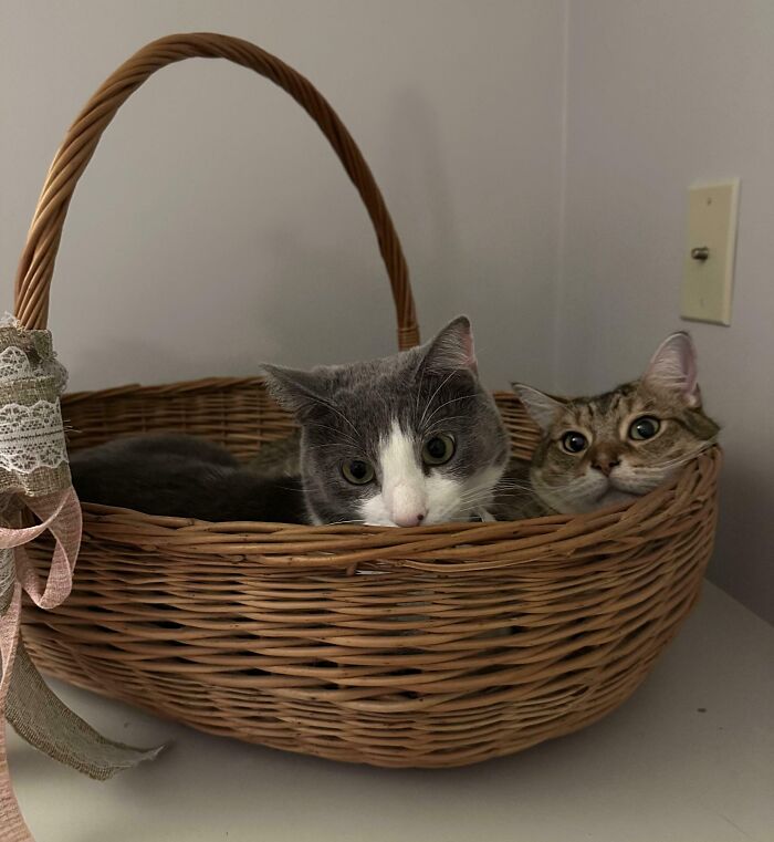 “What Are These Board Directors Thinking?”: 117 Hilarious Pics Of Cats Gathering Together