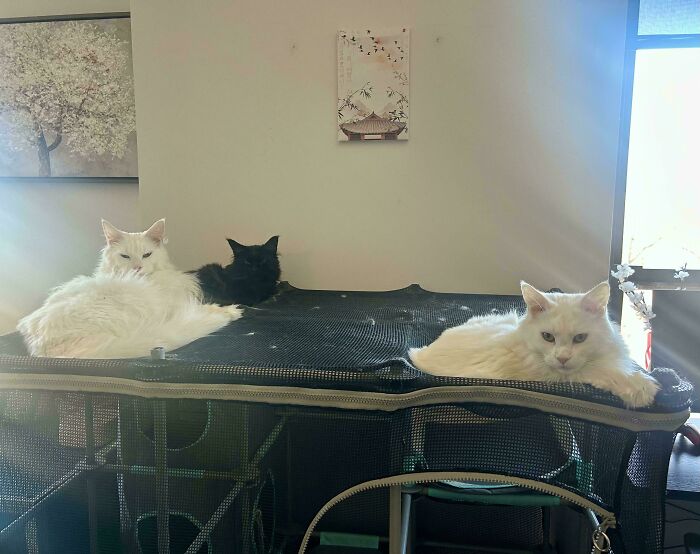 “What Are These Board Directors Thinking?”: 117 Hilarious Pics Of Cats Gathering Together