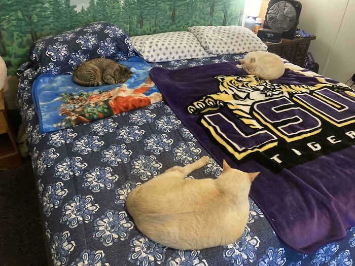 “What Are These Board Directors Thinking?”: 117 Hilarious Pics Of Cats Gathering Together