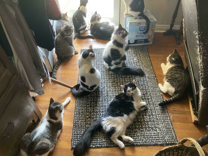 “What Are These Board Directors Thinking?”: 117 Hilarious Pics Of Cats Gathering Together