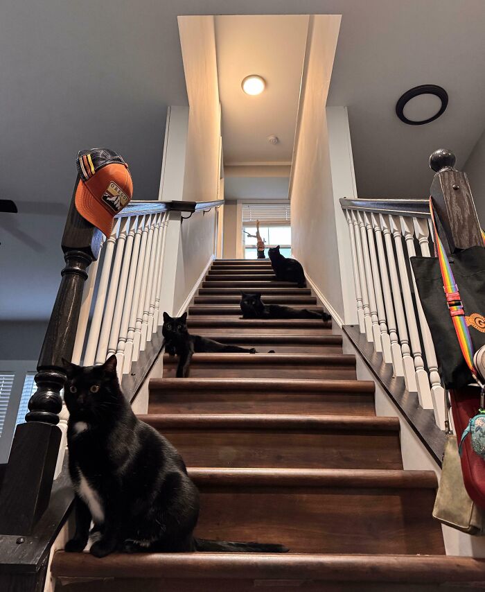 “What Are These Board Directors Thinking?”: 117 Hilarious Pics Of Cats Gathering Together