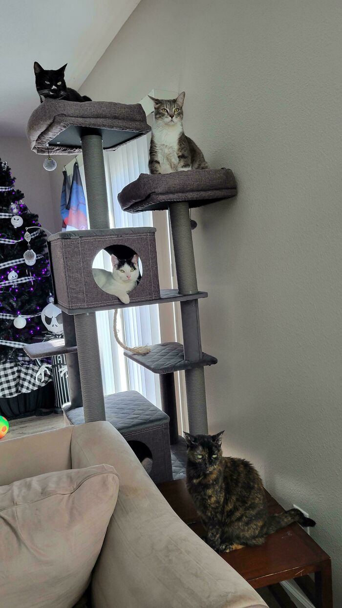 “What Are These Board Directors Thinking?”: 117 Hilarious Pics Of Cats Gathering Together