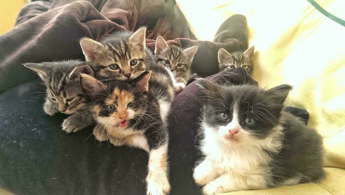 “What Are These Board Directors Thinking?”: 117 Hilarious Pics Of Cats Gathering Together