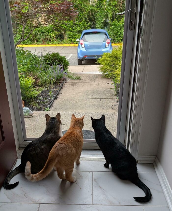 “What Are These Board Directors Thinking?”: 117 Hilarious Pics Of Cats Gathering Together