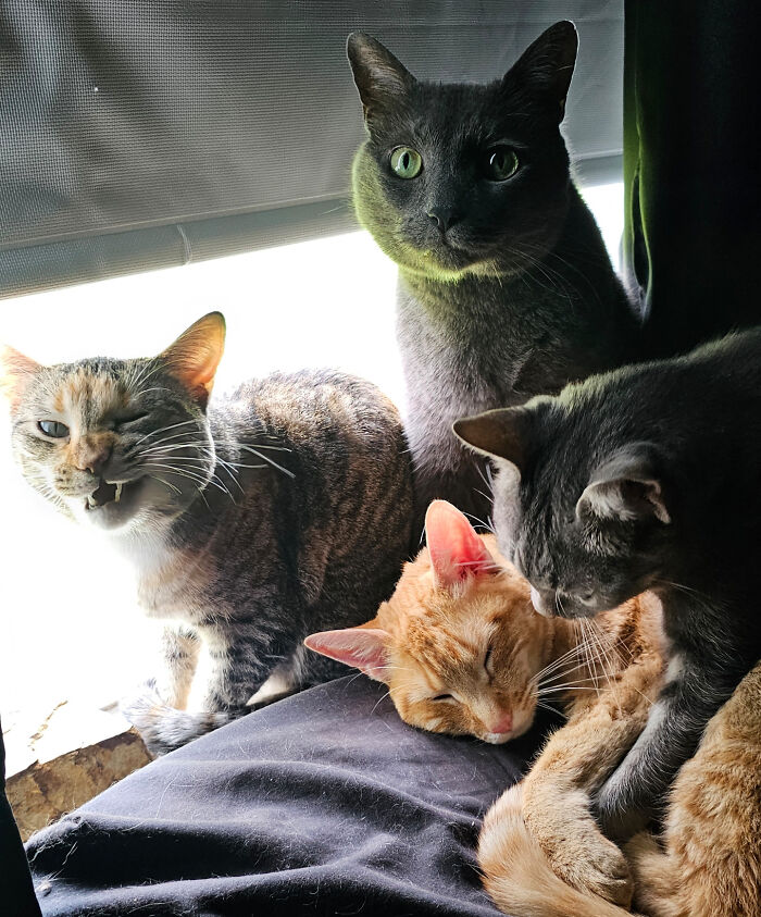 “What Are These Board Directors Thinking?”: 117 Hilarious Pics Of Cats Gathering Together