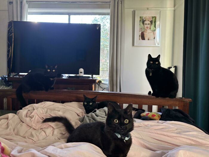“What Are These Board Directors Thinking?”: 117 Hilarious Pics Of Cats Gathering Together