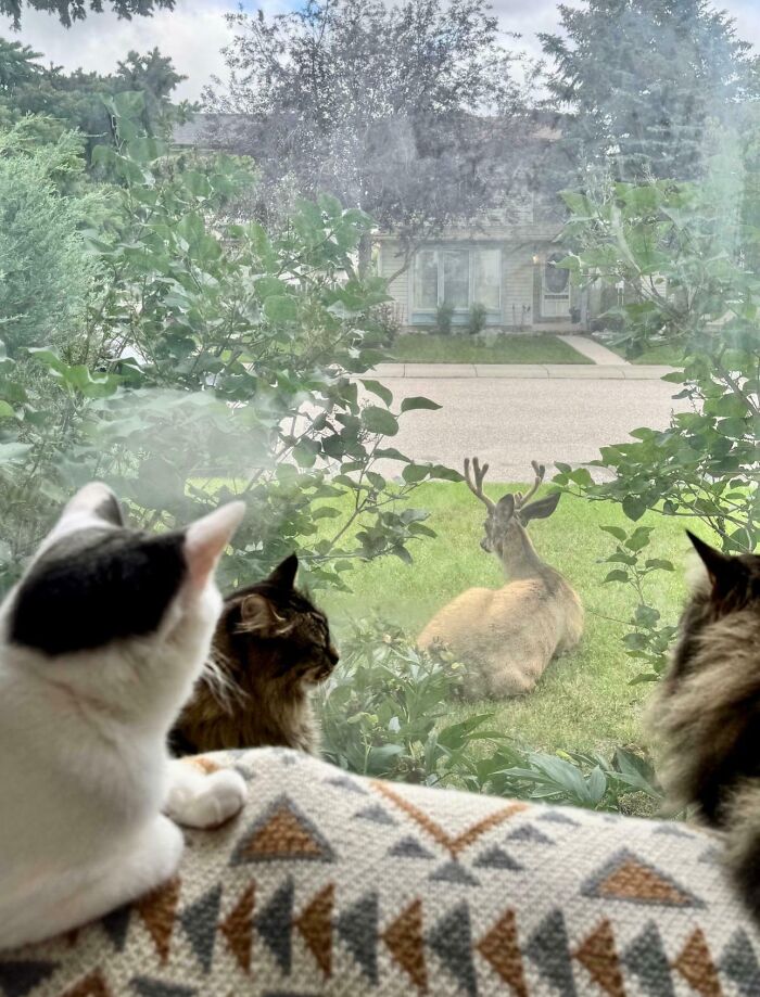 “What Are These Board Directors Thinking?”: 117 Hilarious Pics Of Cats Gathering Together