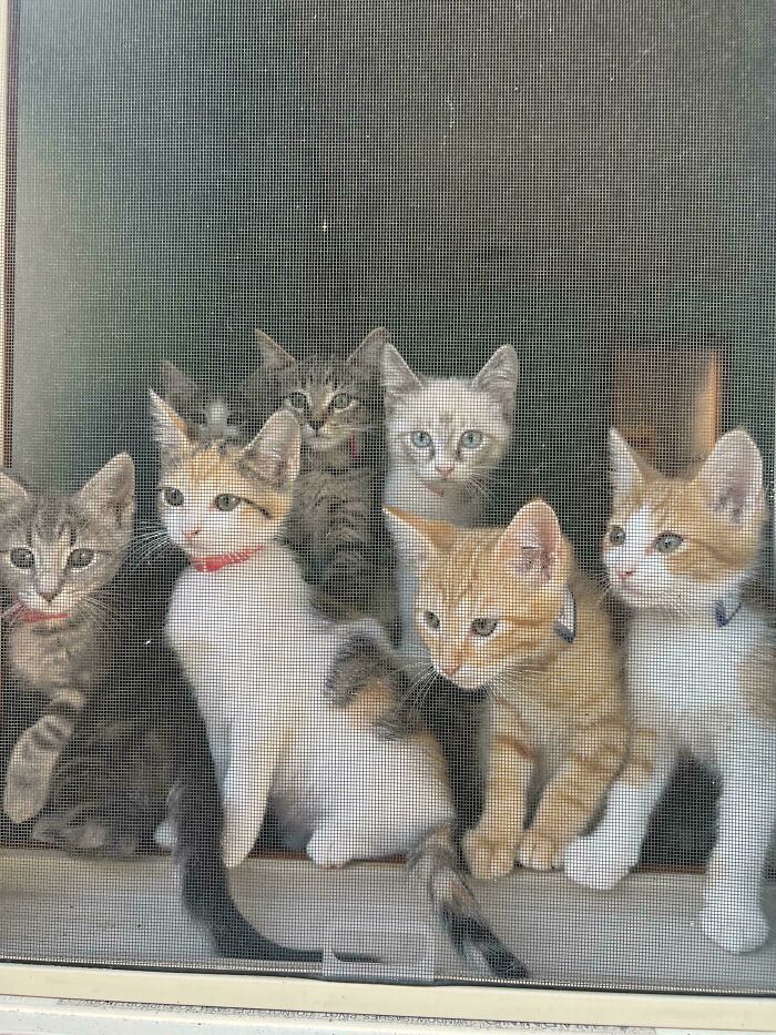 “What Are These Board Directors Thinking?”: 117 Hilarious Pics Of Cats Gathering Together