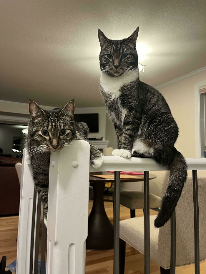 “What Are These Board Directors Thinking?”: 117 Hilarious Pics Of Cats Gathering Together