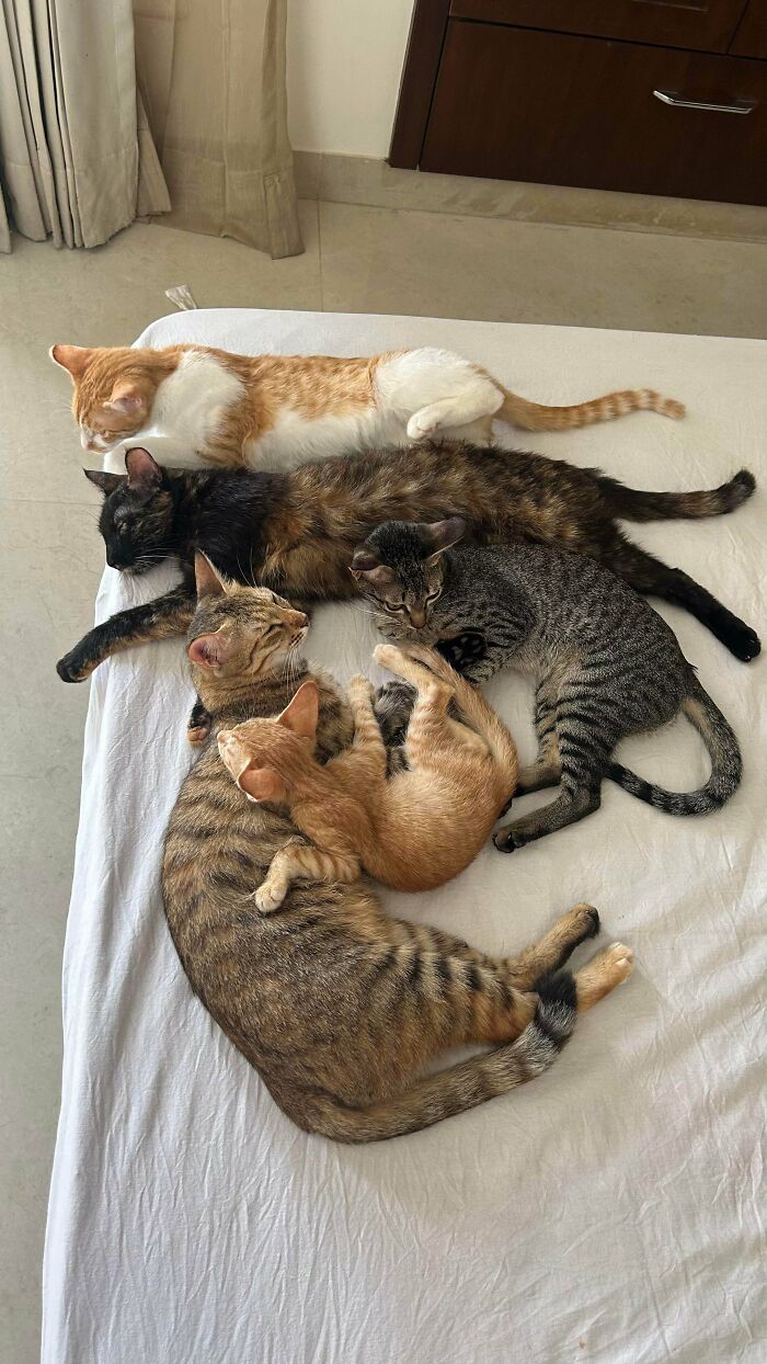 “What Are These Board Directors Thinking?”: 117 Hilarious Pics Of Cats Gathering Together