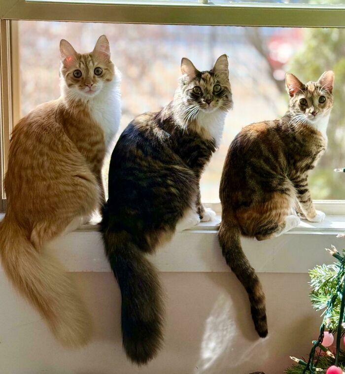 “What Are These Board Directors Thinking?”: 117 Hilarious Pics Of Cats Gathering Together