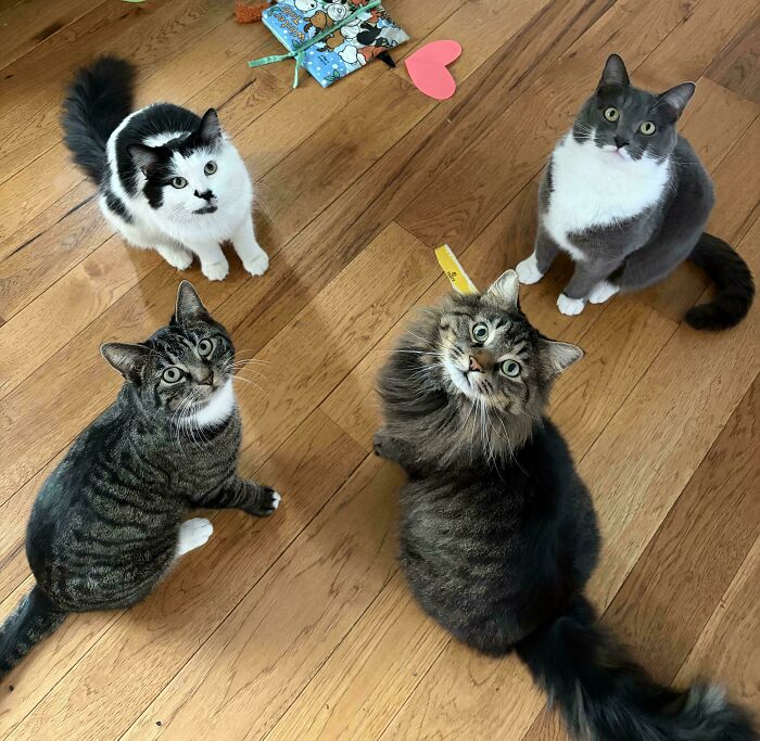 “What Are These Board Directors Thinking?”: 117 Hilarious Pics Of Cats Gathering Together