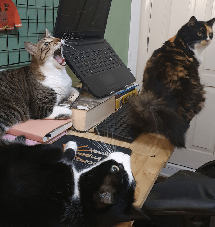 “What Are These Board Directors Thinking?”: 117 Hilarious Pics Of Cats Gathering Together