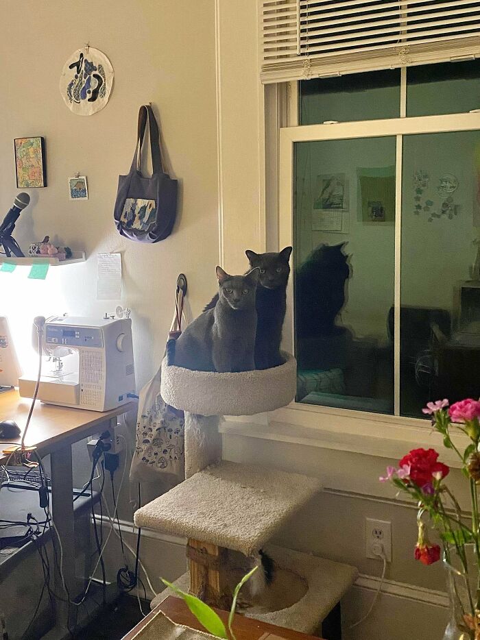 “What Are These Board Directors Thinking?”: 117 Hilarious Pics Of Cats Gathering Together