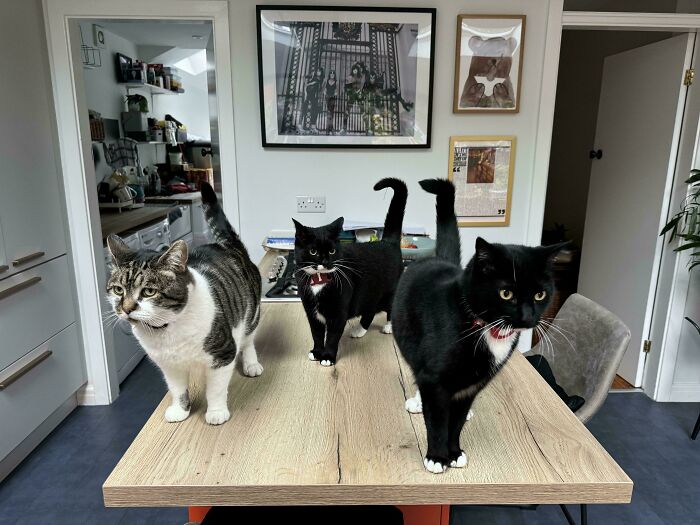 “What Are These Board Directors Thinking?”: 117 Hilarious Pics Of Cats Gathering Together