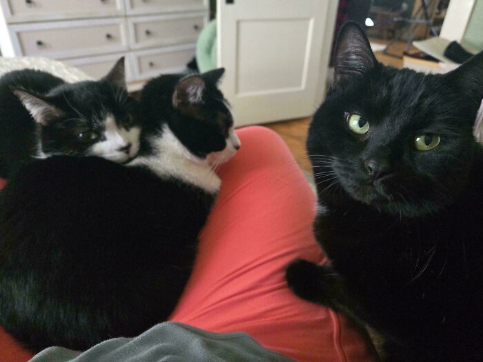 “What Are These Board Directors Thinking?”: 117 Hilarious Pics Of Cats Gathering Together