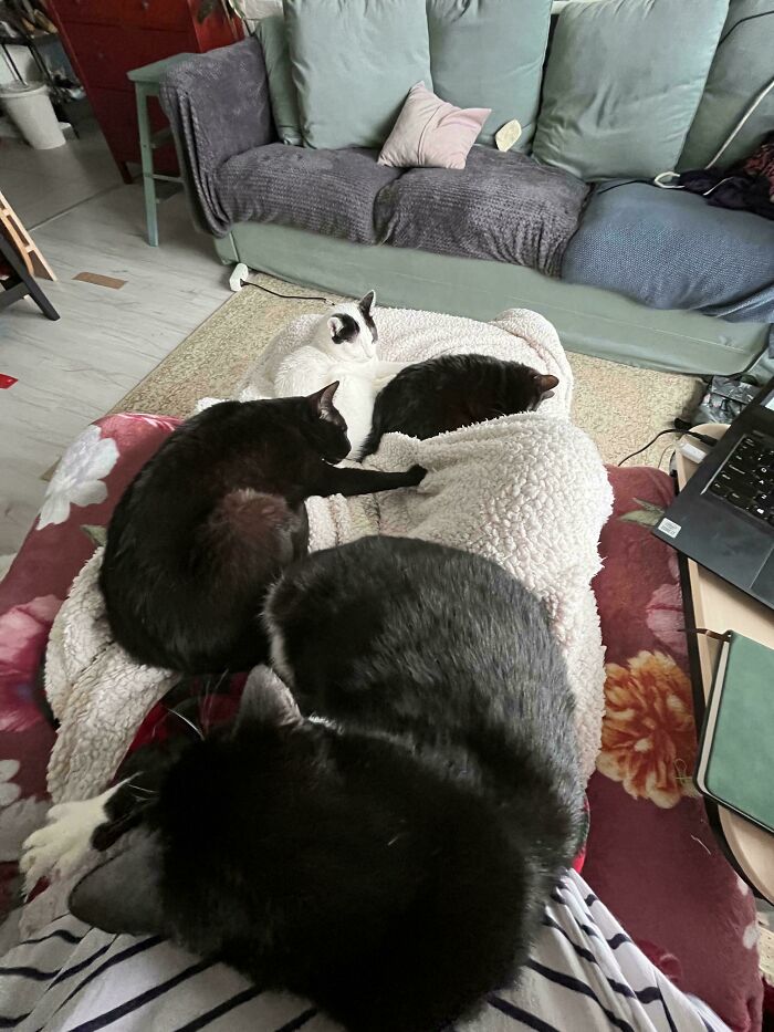 “What Are These Board Directors Thinking?”: 117 Hilarious Pics Of Cats Gathering Together