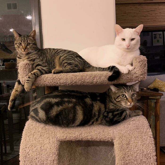 “What Are These Board Directors Thinking?”: 117 Hilarious Pics Of Cats Gathering Together