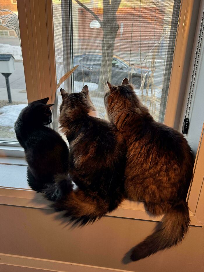 “What Are These Board Directors Thinking?”: 117 Hilarious Pics Of Cats Gathering Together