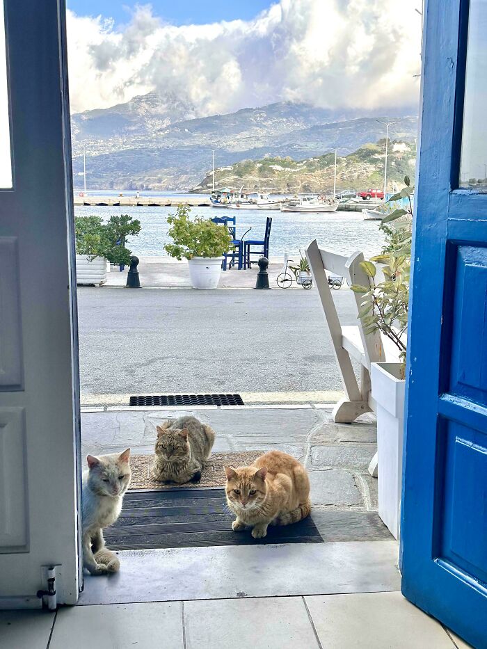 “What Are These Board Directors Thinking?”: 117 Hilarious Pics Of Cats Gathering Together