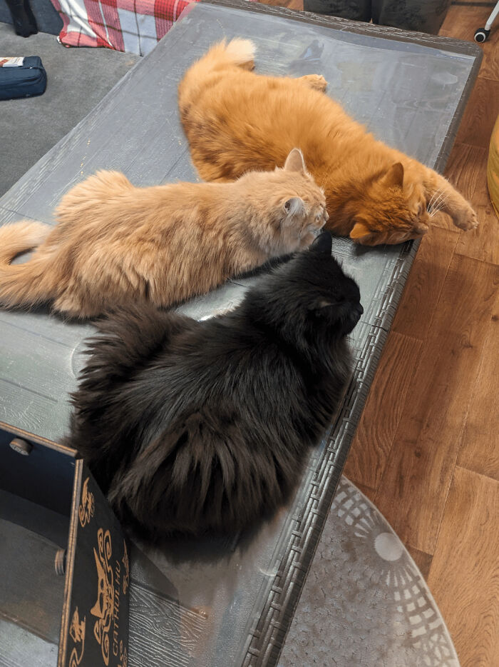 “What Are These Board Directors Thinking?”: 117 Hilarious Pics Of Cats Gathering Together