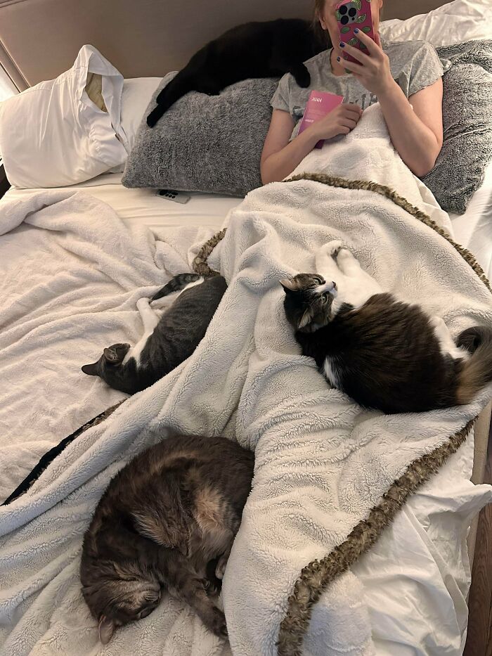 “What Are These Board Directors Thinking?”: 117 Hilarious Pics Of Cats Gathering Together