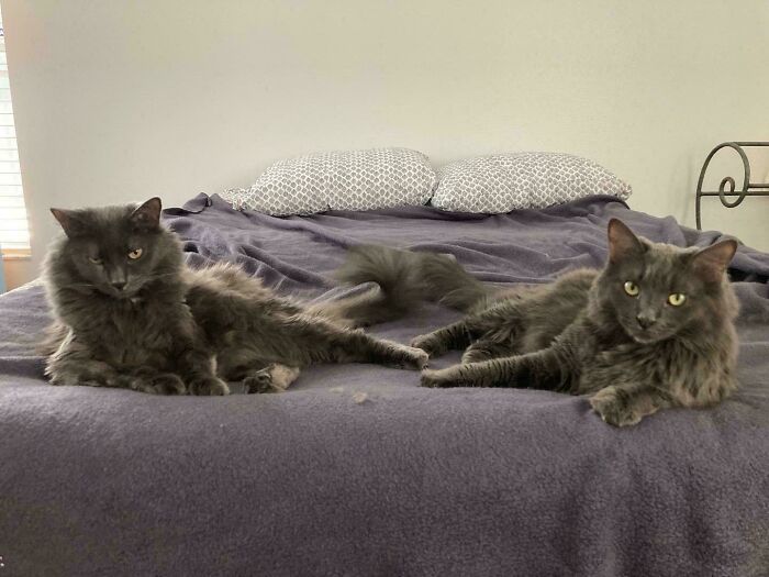 “What Are These Board Directors Thinking?”: 117 Hilarious Pics Of Cats Gathering Together