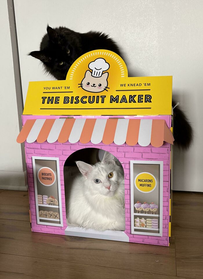 “What Are These Board Directors Thinking?”: 117 Hilarious Pics Of Cats Gathering Together