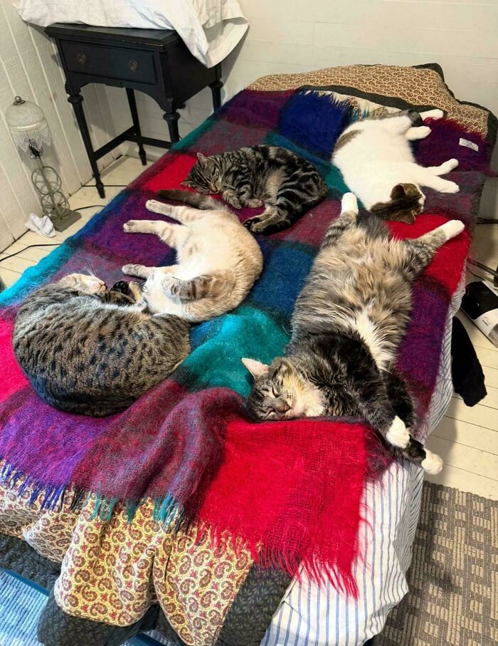 “What Are These Board Directors Thinking?”: 117 Hilarious Pics Of Cats Gathering Together