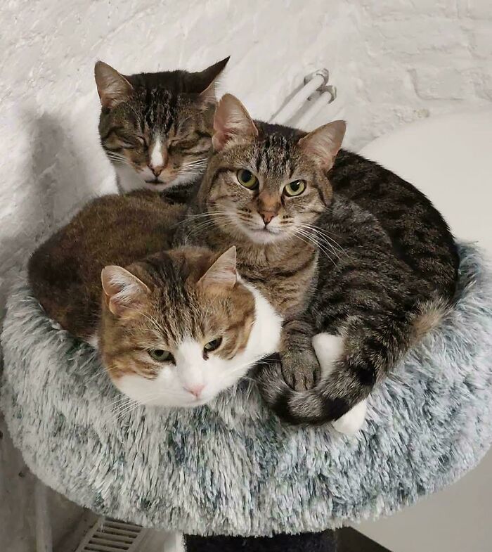 “What Are These Board Directors Thinking?”: 117 Hilarious Pics Of Cats Gathering Together