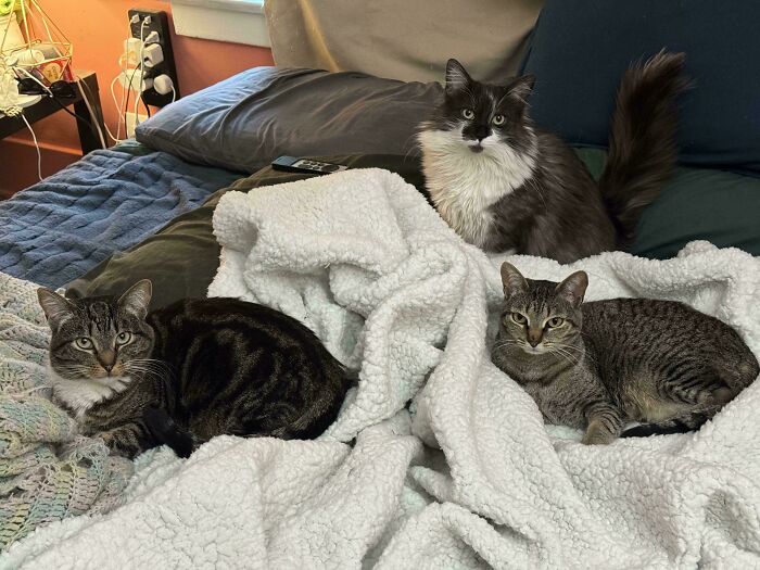 “What Are These Board Directors Thinking?”: 117 Hilarious Pics Of Cats Gathering Together
