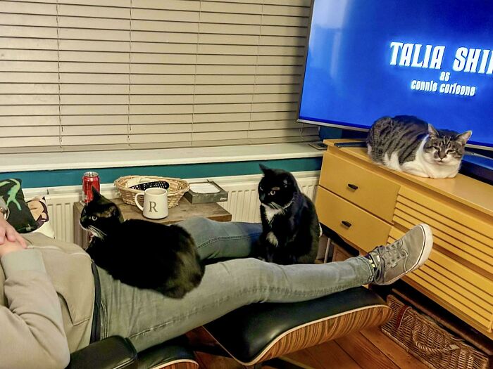 “What Are These Board Directors Thinking?”: 117 Hilarious Pics Of Cats Gathering Together
