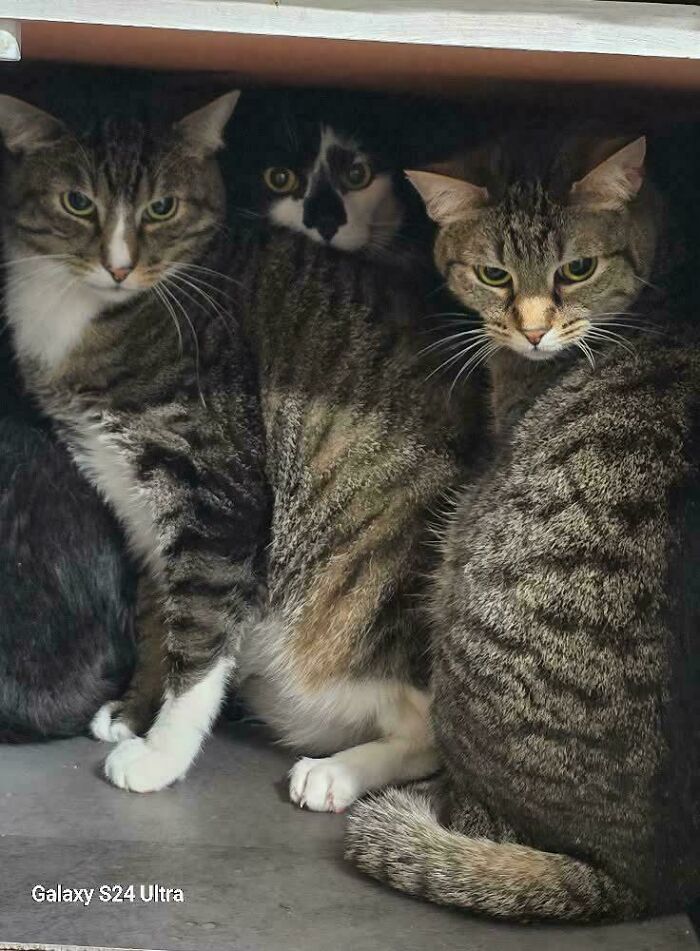 “What Are These Board Directors Thinking?”: 117 Hilarious Pics Of Cats Gathering Together