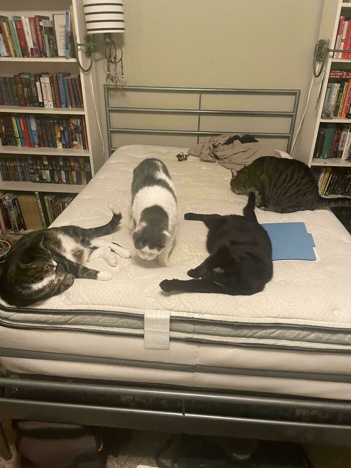 “What Are These Board Directors Thinking?”: 117 Hilarious Pics Of Cats Gathering Together