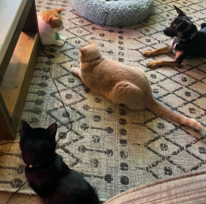 “What Are These Board Directors Thinking?”: 117 Hilarious Pics Of Cats Gathering Together