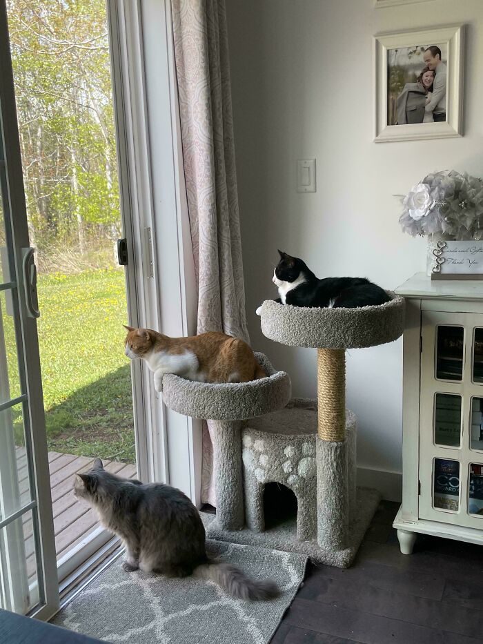 “What Are These Board Directors Thinking?”: 117 Hilarious Pics Of Cats Gathering Together