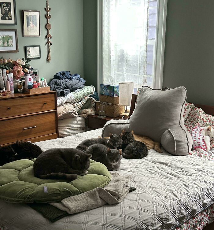 “What Are These Board Directors Thinking?”: 117 Hilarious Pics Of Cats Gathering Together