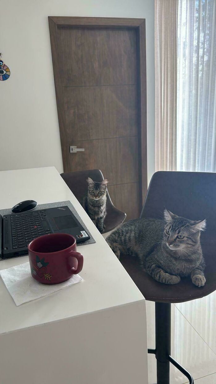 “What Are These Board Directors Thinking?”: 117 Hilarious Pics Of Cats Gathering Together