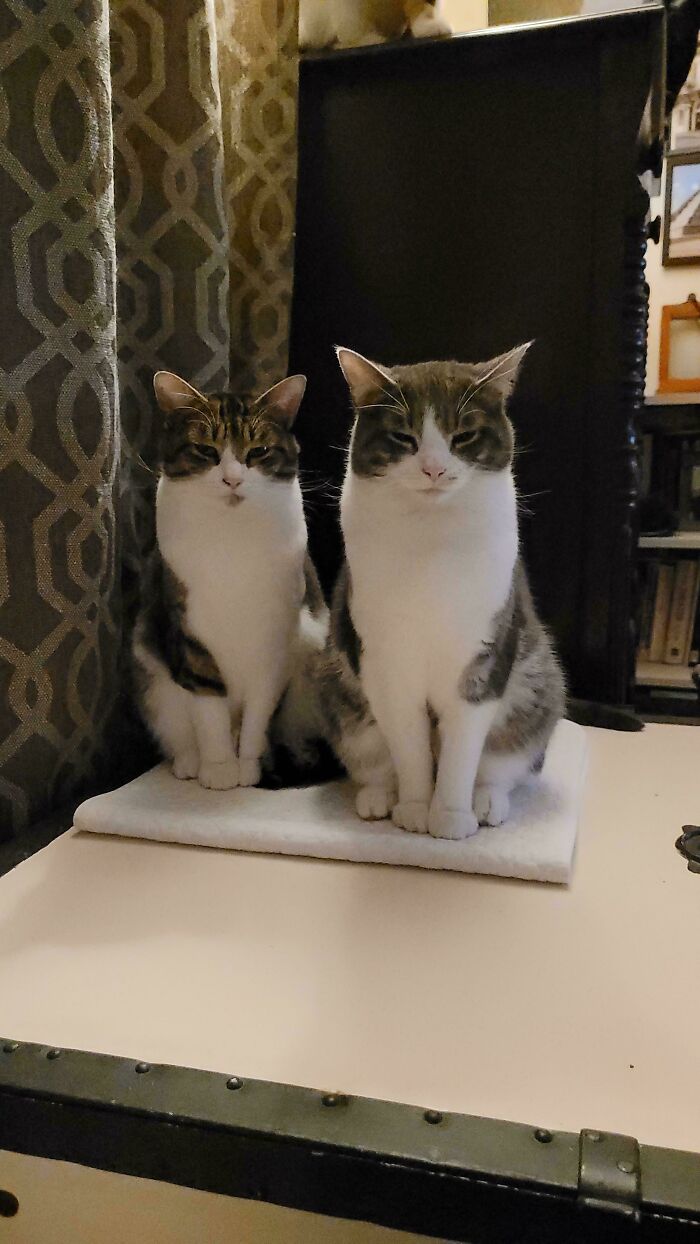 “What Are These Board Directors Thinking?”: 117 Hilarious Pics Of Cats Gathering Together