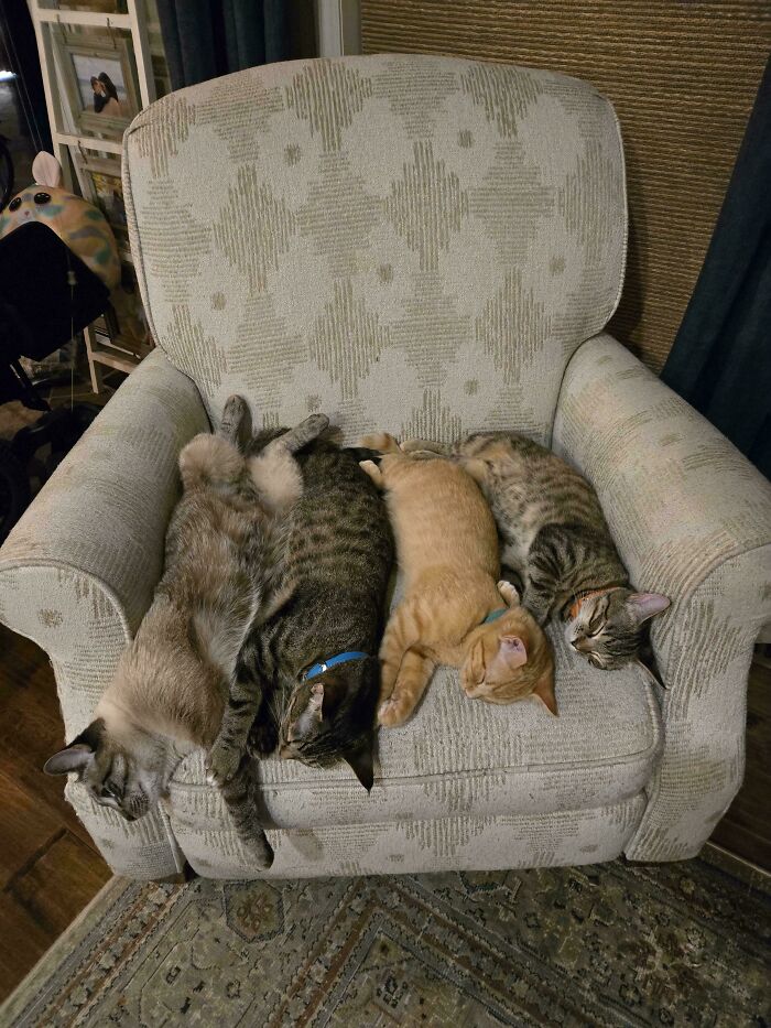 “What Are These Board Directors Thinking?”: 117 Hilarious Pics Of Cats Gathering Together