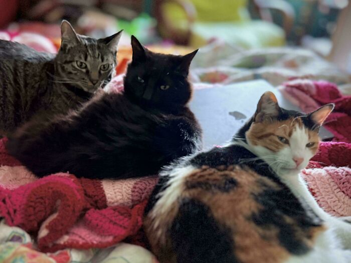 “What Are These Board Directors Thinking?”: 117 Hilarious Pics Of Cats Gathering Together