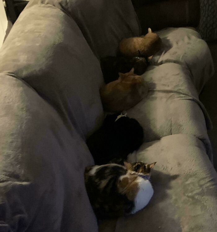 “What Are These Board Directors Thinking?”: 117 Hilarious Pics Of Cats Gathering Together