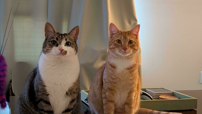 “What Are These Board Directors Thinking?”: 117 Hilarious Pics Of Cats Gathering Together
