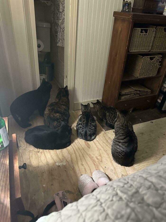 “What Are These Board Directors Thinking?”: 117 Hilarious Pics Of Cats Gathering Together