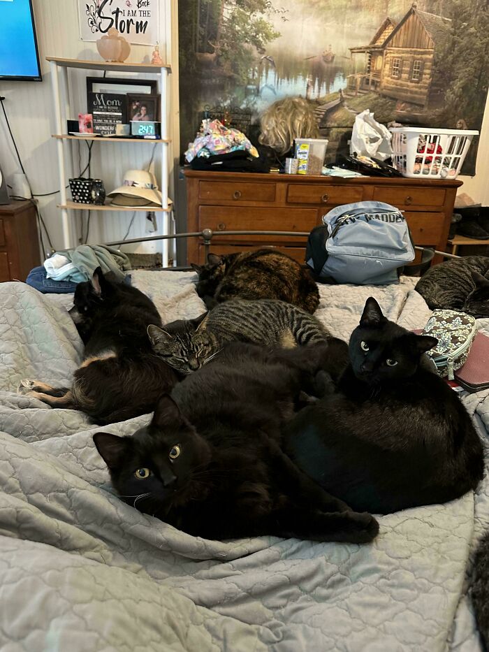 “What Are These Board Directors Thinking?”: 117 Hilarious Pics Of Cats Gathering Together